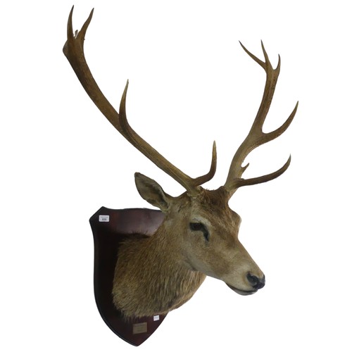 658 - Taxidermy: A late 20th century mounted Stag head, with 12 points (5 + 7), probablya red deer stag, m... 