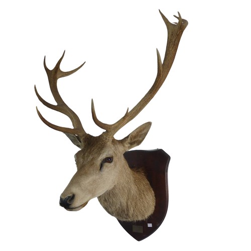 658 - Taxidermy: A late 20th century mounted Stag head, with 12 points (5 + 7), probablya red deer stag, m... 