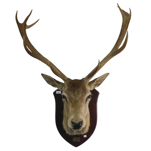 658 - Taxidermy: A late 20th century mounted Stag head, with 12 points (5 + 7), probablya red deer stag, m... 