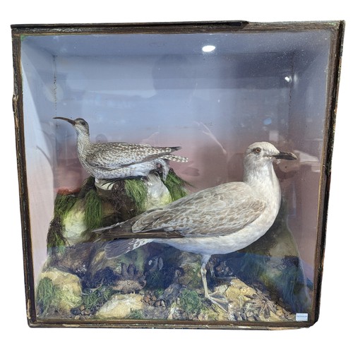 704 - Taxidermy: A Victorian cased study of a Curlew and Seagull, by 'James Gardner, Naturalists, To The R... 