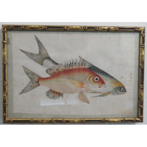 153 - A Chinese pith painting of Fish, Qing Dynasty, with border, 20cm x 30xm, in giltwood faux bamboo fra... 