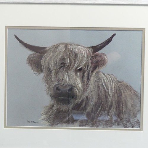 315 - Wendy Jelier (Modern, circa 2019), Highland Calf, pastel, signed 'W. Jelier', 26cm x 36cm, overmount... 