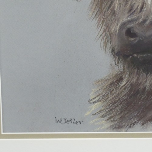 315 - Wendy Jelier (Modern, circa 2019), Highland Calf, pastel, signed 'W. Jelier', 26cm x 36cm, overmount... 