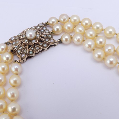 276 - A triple row of graduated cultured Pearls, largest 8.8mm, on a smart seed pearl set 9ct gold snap, 4... 