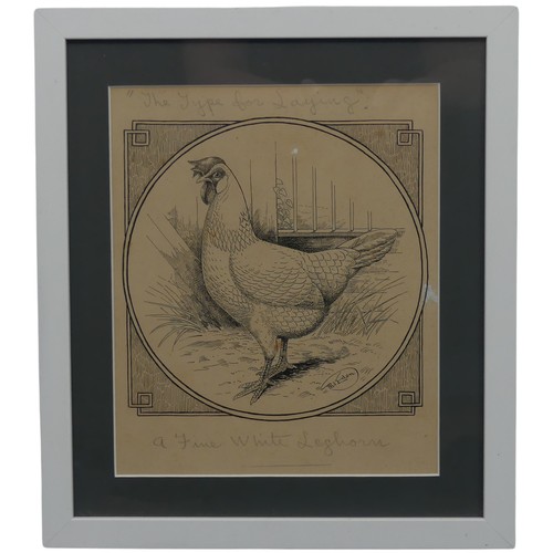 204 - Phil Eden (20th Century), Three pen and ink studies of chickens, “For table or laying - A Black Orpi... 