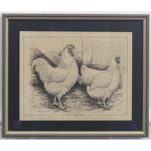 204 - Phil Eden (20th Century), Three pen and ink studies of chickens, “For table or laying - A Black Orpi... 