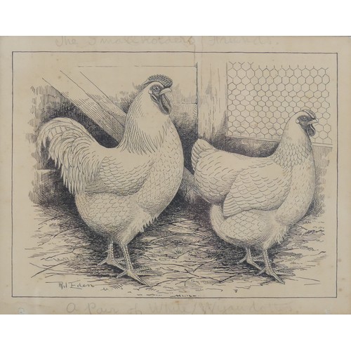 204 - Phil Eden (20th Century), Three pen and ink studies of chickens, “For table or laying - A Black Orpi... 