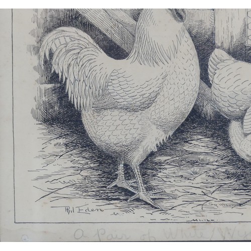 204 - Phil Eden (20th Century), Three pen and ink studies of chickens, “For table or laying - A Black Orpi... 