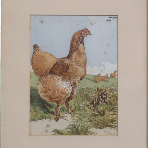 204 - Phil Eden (20th Century), Three pen and ink studies of chickens, “For table or laying - A Black Orpi... 