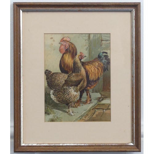 204 - Phil Eden (20th Century), Three pen and ink studies of chickens, “For table or laying - A Black Orpi... 