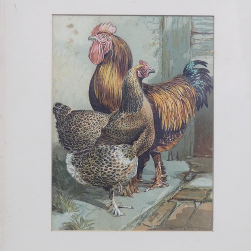 204 - Phil Eden (20th Century), Three pen and ink studies of chickens, “For table or laying - A Black Orpi... 