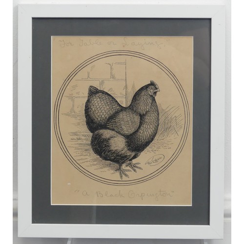 204 - Phil Eden (20th Century), Three pen and ink studies of chickens, “For table or laying - A Black Orpi... 