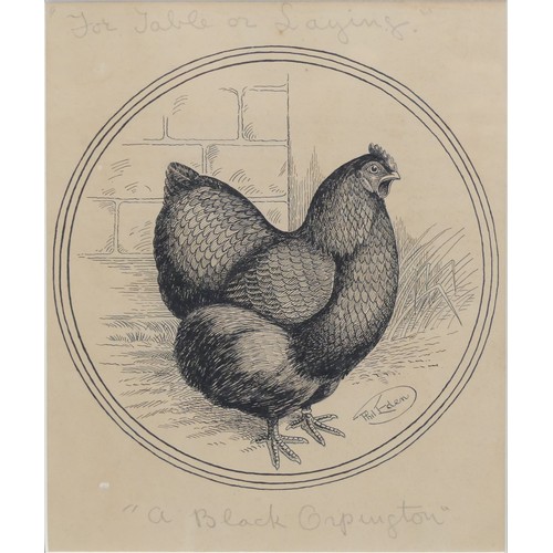 204 - Phil Eden (20th Century), Three pen and ink studies of chickens, “For table or laying - A Black Orpi... 