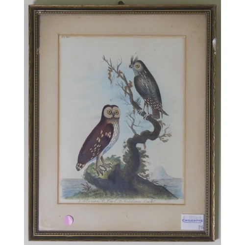 259 - Three 19th century hand-coloured engravings of Birds, formerly book plates: Siberian Owl and Acadian... 