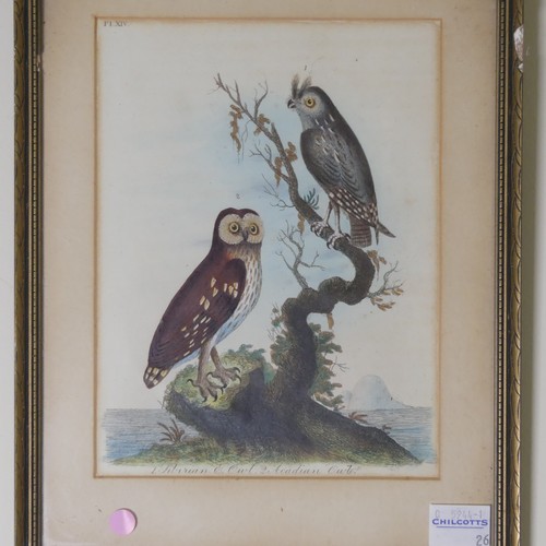 259 - Three 19th century hand-coloured engravings of Birds, formerly book plates: Siberian Owl and Acadian... 