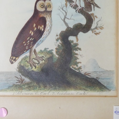 259 - Three 19th century hand-coloured engravings of Birds, formerly book plates: Siberian Owl and Acadian... 