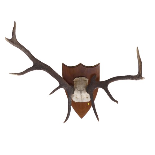 483 - A pair of 20th century mounted deer Antlers, on oak shield plaque, W 60 cm.