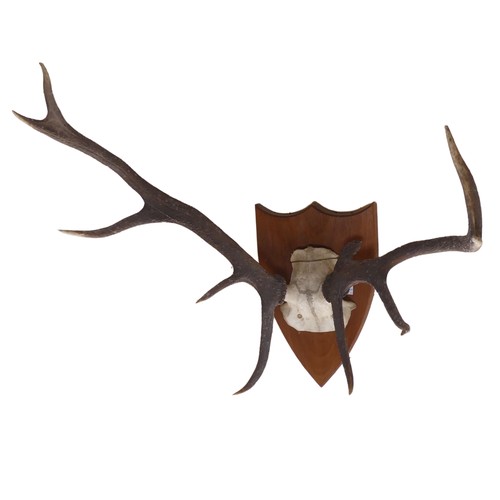 483 - A pair of 20th century mounted deer Antlers, on oak shield plaque, W 60 cm.