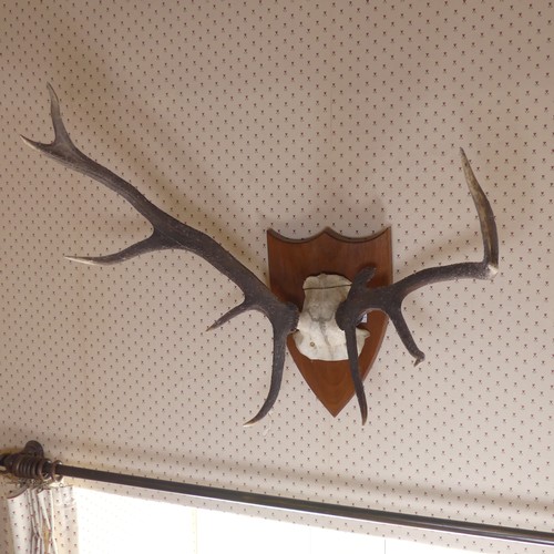 483 - A pair of 20th century mounted deer Antlers, on oak shield plaque, W 60 cm.