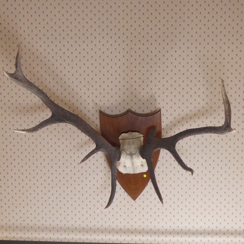 483 - A pair of 20th century mounted deer Antlers, on oak shield plaque, W 60 cm.