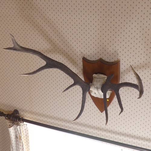 483 - A pair of 20th century mounted deer Antlers, on oak shield plaque, W 60 cm.