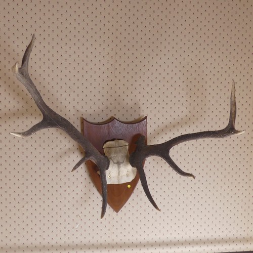 483 - A pair of 20th century mounted deer Antlers, on oak shield plaque, W 60 cm.