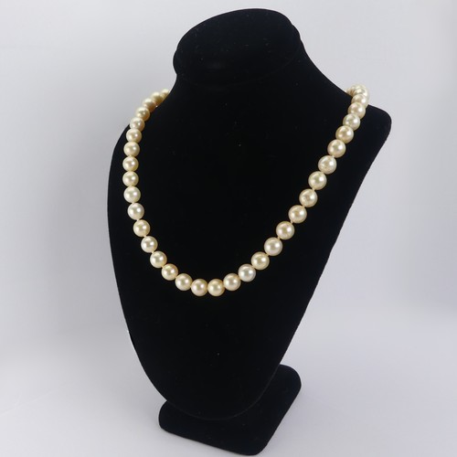 254 - A row of uniform cultured Pearls, approx. 7.2-7.4mm diameter, with 18ct yellow gold snap set two cul... 