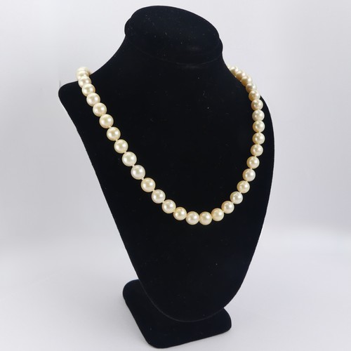 254 - A row of uniform cultured Pearls, approx. 7.2-7.4mm diameter, with 18ct yellow gold snap set two cul... 