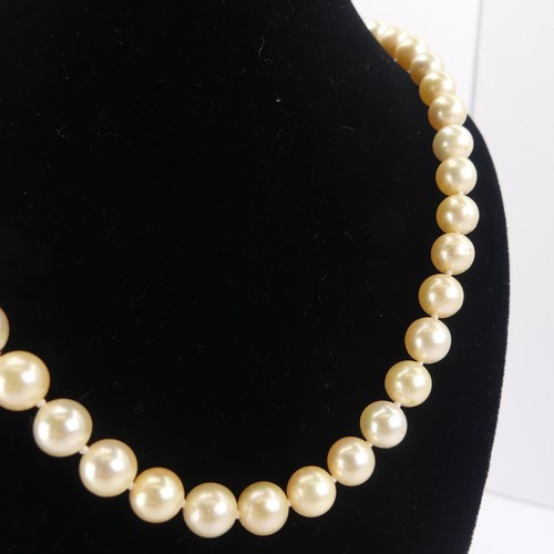 254 - A row of uniform cultured Pearls, approx. 7.2-7.4mm diameter, with 18ct yellow gold snap set two cul... 