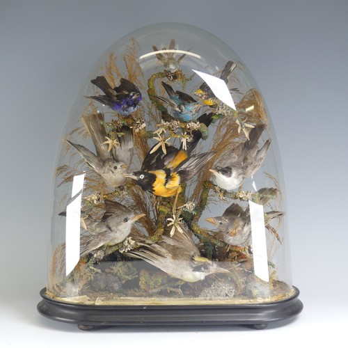 698 - Taxidermy; a large Victorian cased Diorama, the display with ten exotic birds, mounted on a naturali... 