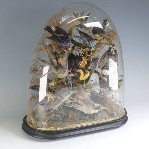 698 - Taxidermy; a large Victorian cased Diorama, the display with ten exotic birds, mounted on a naturali... 