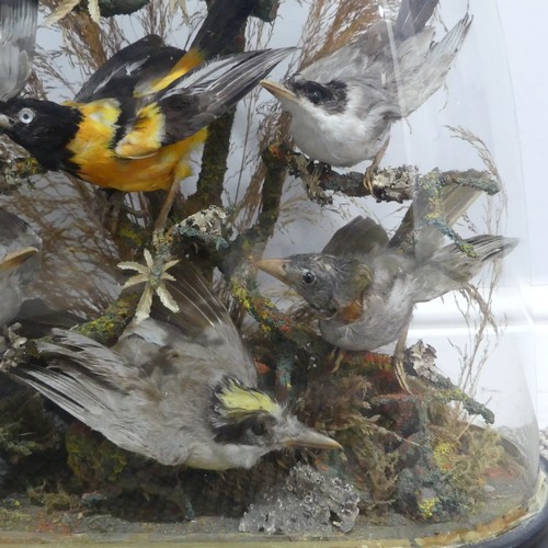 698 - Taxidermy; a large Victorian cased Diorama, the display with ten exotic birds, mounted on a naturali... 