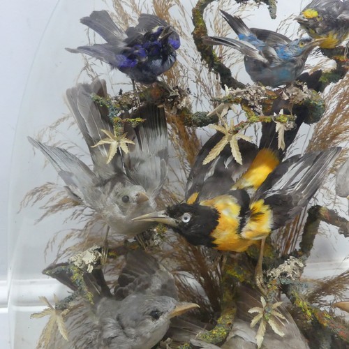 698 - Taxidermy; a large Victorian cased Diorama, the display with ten exotic birds, mounted on a naturali... 