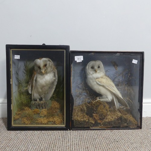 613 - Taxidermy; an antique cased specimen of a barn Owl(Tyto alba), W 29 cm x H 40 cm x D 15 cm, together... 