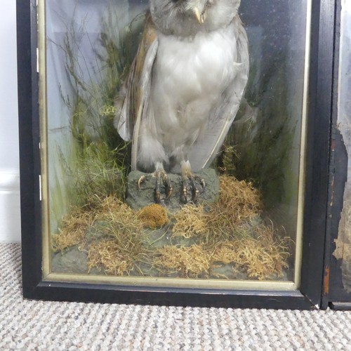 613 - Taxidermy; an antique cased specimen of a barn Owl(Tyto alba), W 29 cm x H 40 cm x D 15 cm, together... 