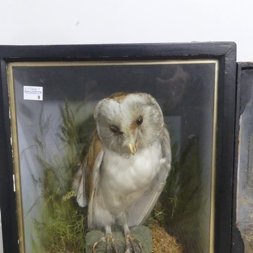 613 - Taxidermy; an antique cased specimen of a barn Owl(Tyto alba), W 29 cm x H 40 cm x D 15 cm, together... 