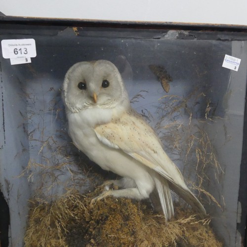 613 - Taxidermy; an antique cased specimen of a barn Owl(Tyto alba), W 29 cm x H 40 cm x D 15 cm, together... 