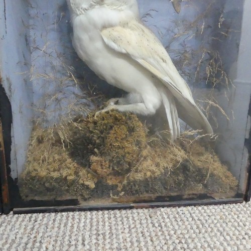 613 - Taxidermy; an antique cased specimen of a barn Owl(Tyto alba), W 29 cm x H 40 cm x D 15 cm, together... 