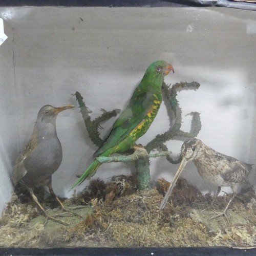 612 - Taxidermy; an antique cased Diorama of Birds, including ; a Snipe(Gallinago Gallinago?), a Water Rai... 