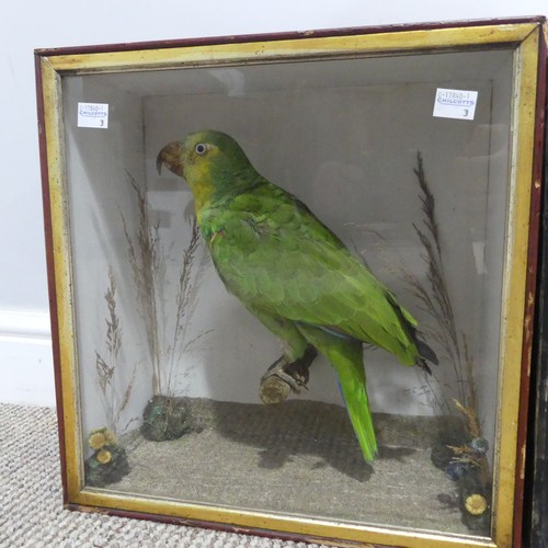 612 - Taxidermy; an antique cased Diorama of Birds, including ; a Snipe(Gallinago Gallinago?), a Water Rai... 