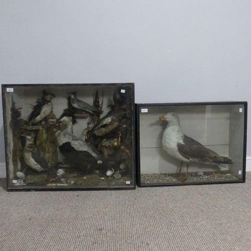 611 - Taxidermy; An antique cased Diorama of Seabirds, comprising of ; a Puffin(Fratercula?), two Ducks(An... 