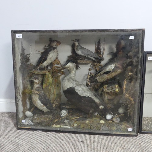 611 - Taxidermy; An antique cased Diorama of Seabirds, comprising of ; a Puffin(Fratercula?), two Ducks(An... 