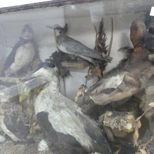 611 - Taxidermy; An antique cased Diorama of Seabirds, comprising of ; a Puffin(Fratercula?), two Ducks(An... 