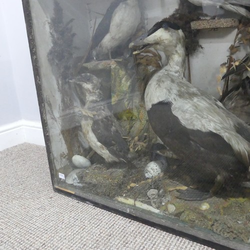 611 - Taxidermy; An antique cased Diorama of Seabirds, comprising of ; a Puffin(Fratercula?), two Ducks(An... 