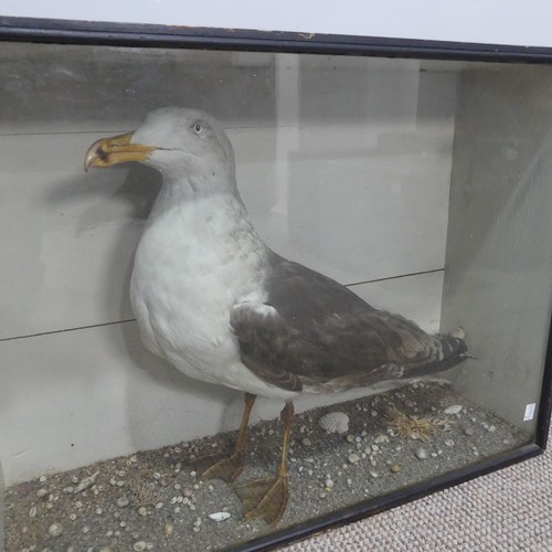 611 - Taxidermy; An antique cased Diorama of Seabirds, comprising of ; a Puffin(Fratercula?), two Ducks(An... 