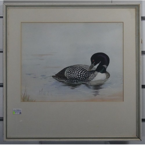 202 - 20th century School, Common Loon, watercolour, 23cm x 29cm, framed, and another ornithological water... 