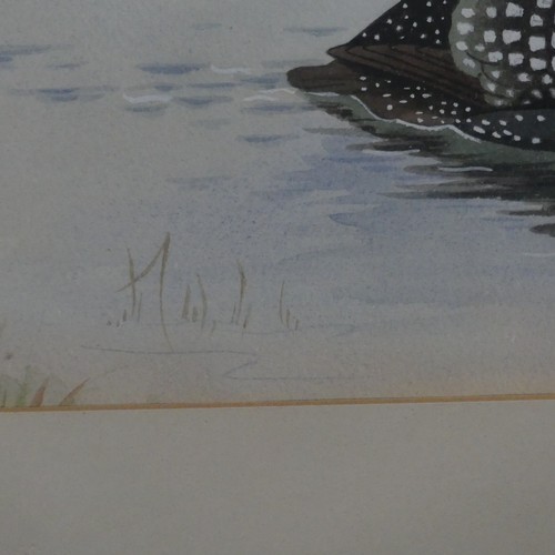 202 - 20th century School, Common Loon, watercolour, 23cm x 29cm, framed, and another ornithological water... 