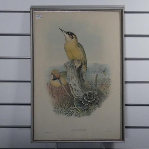 202 - 20th century School, Common Loon, watercolour, 23cm x 29cm, framed, and another ornithological water... 