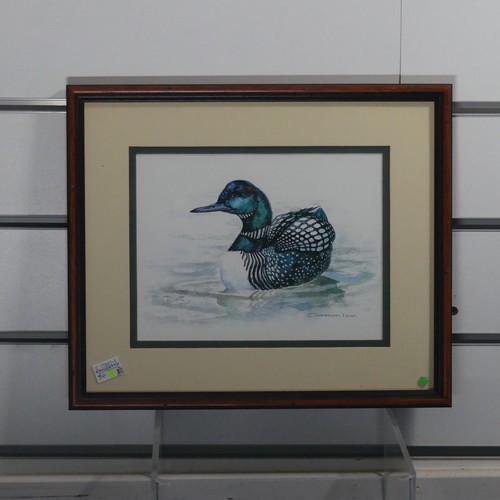 202 - 20th century School, Common Loon, watercolour, 23cm x 29cm, framed, and another ornithological water... 