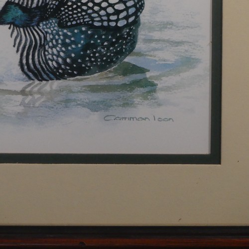 202 - 20th century School, Common Loon, watercolour, 23cm x 29cm, framed, and another ornithological water... 